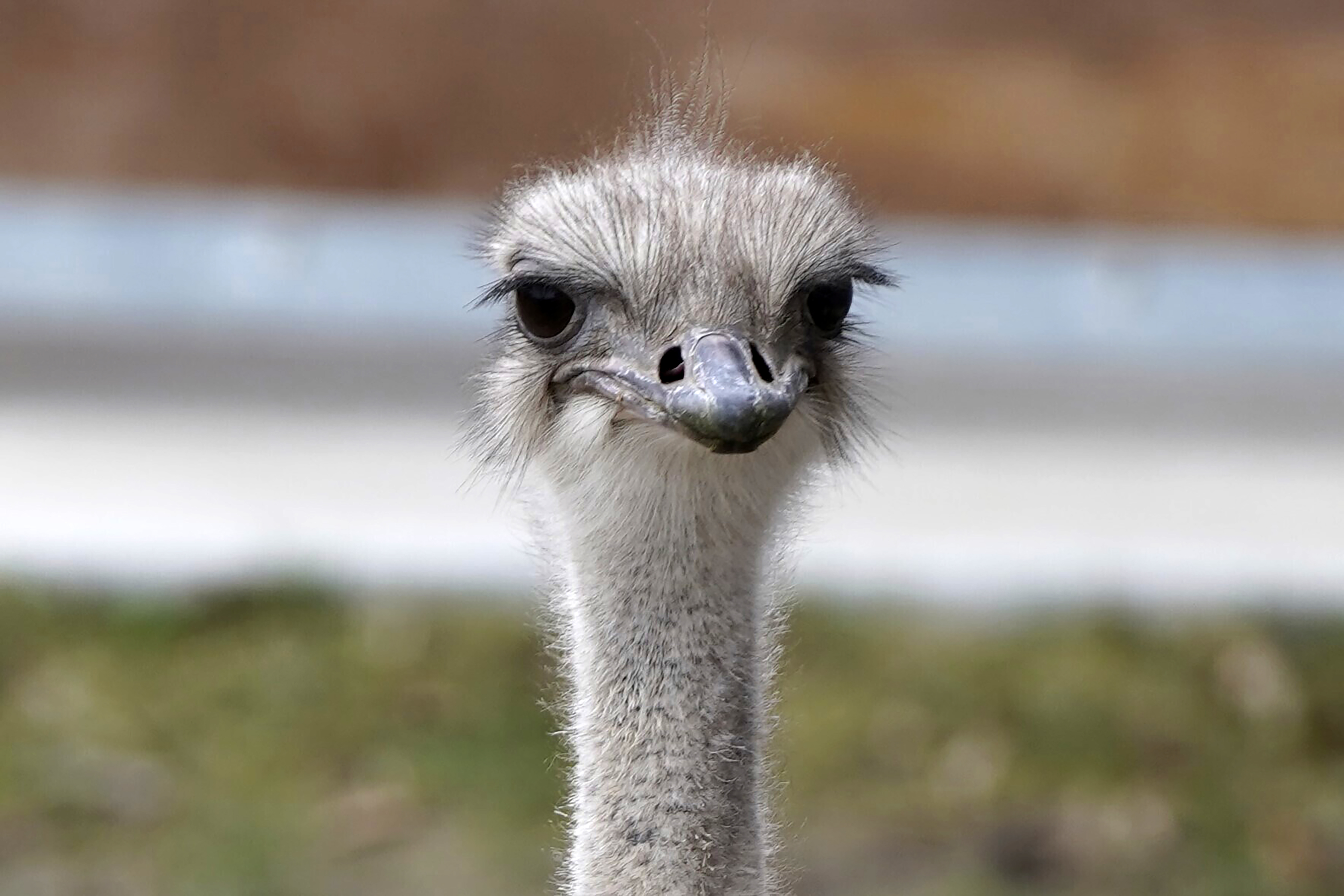 This image provided by the Topeka Zoo shows Karen, an ostrich at the Topeka Zoo in Topeka, Kan.