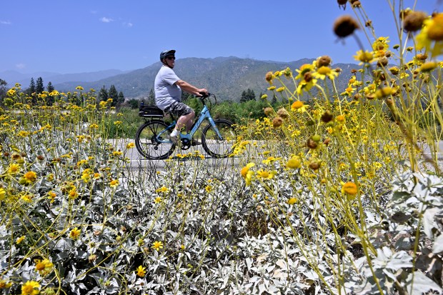 A bicyclist rides past native plants. Dignitaries and their guests gathered at the at Lario Staging Area on the San Gabriel River Bike Path to celebrate the expansion of the San Gabriel Mountains National Monument on May 11, 2024 in Irwindale, CA. (Photo by John McCoy, Contributing Photographer)
