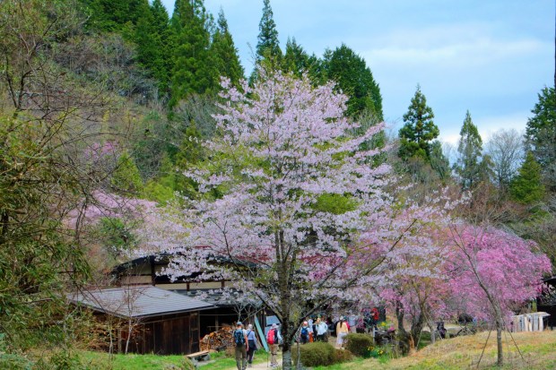 Springtime cherry blossoms greet hikers at a teahouse rest stop along Japan's Nakasendo trail. (Photo by Norma Meyer)
