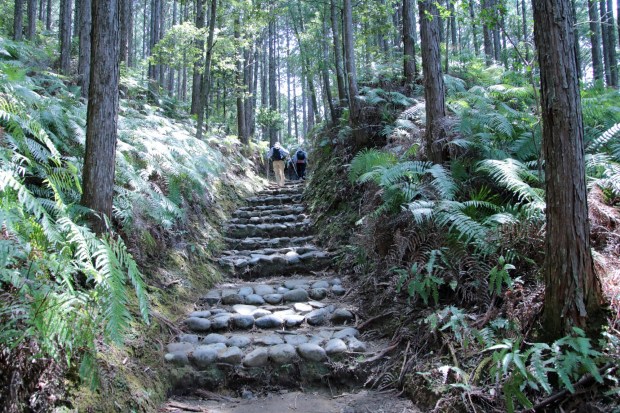 Lush ferns and trees cocoon walkers on the Kumano Kodo, one of two global UNESCO World Heritage pilgrimage routes. (Photo by Norma Meyer)