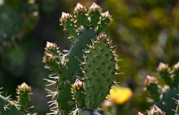 Prickly Pear Cactus grow next to the bike path. Dignitaries...