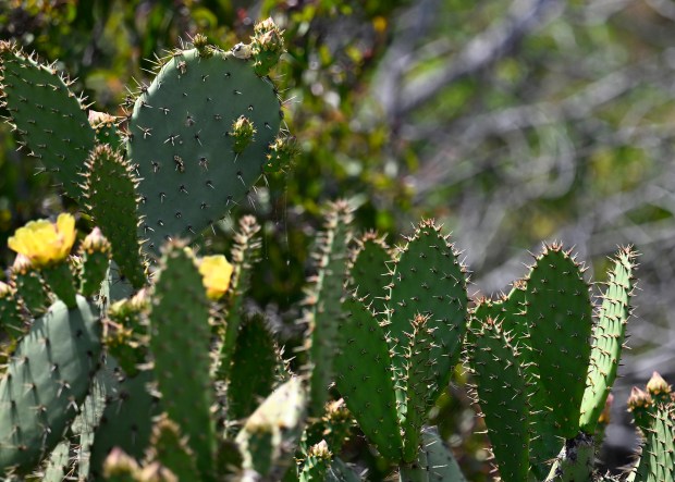 Prickly Pear Cactus grow next to the bike path. Dignitaries...